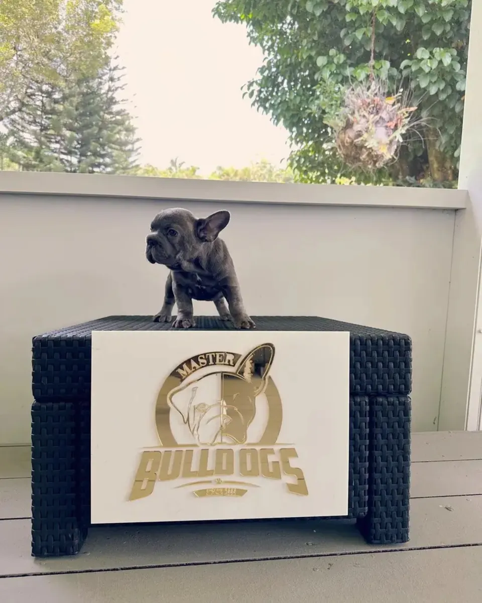 Sevimli Bulldog sahiplenme için