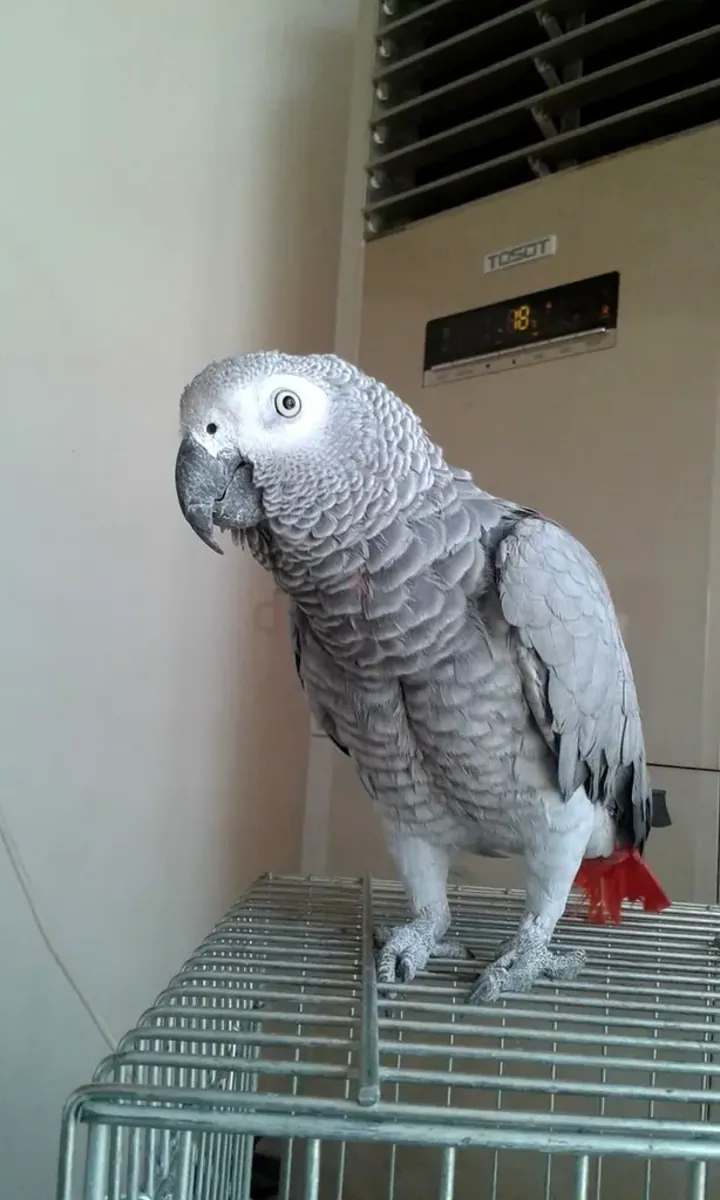 Coo Coo is a beautiful African Grey parrot who is extremely playful,