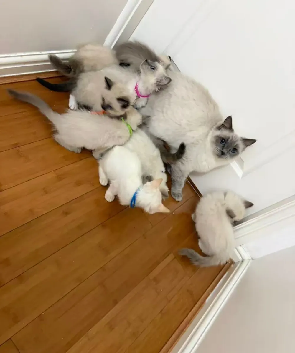 3 wunderschöne Ragdoll-Kätzchen