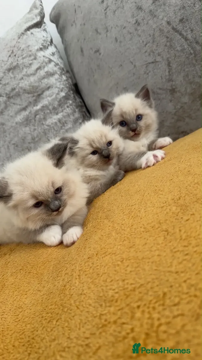 3 красивые котенка рагдолл, великолепные