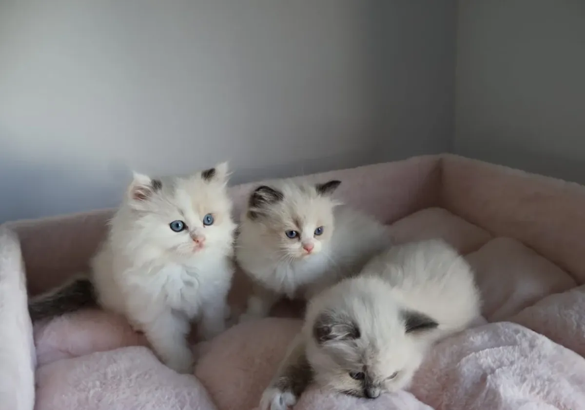 布偶猫小猫