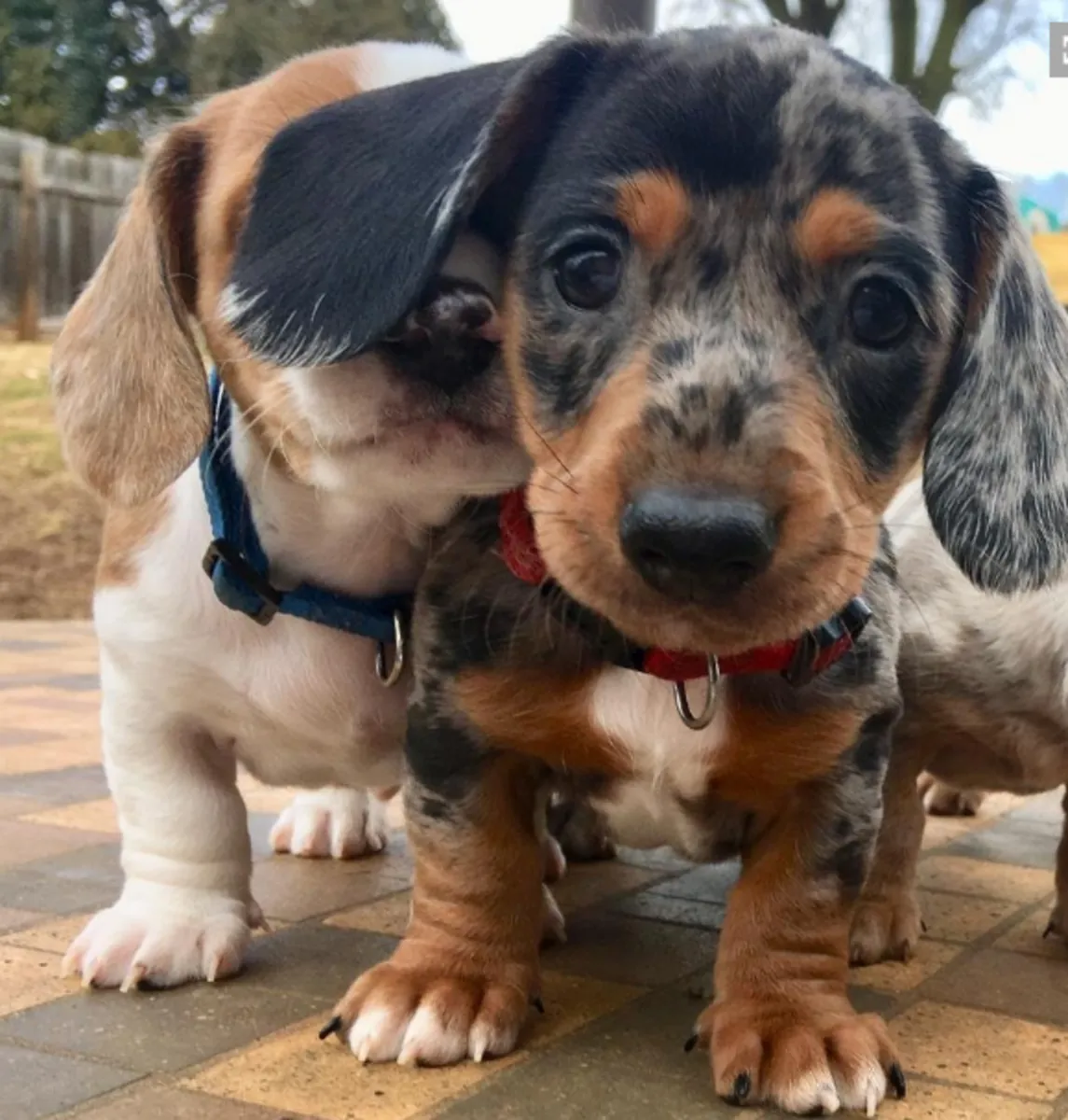 Chiots Mini Dachshunds