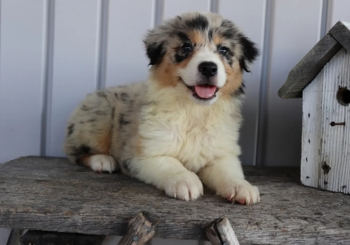 Avustralya çoban köpeği yavruları