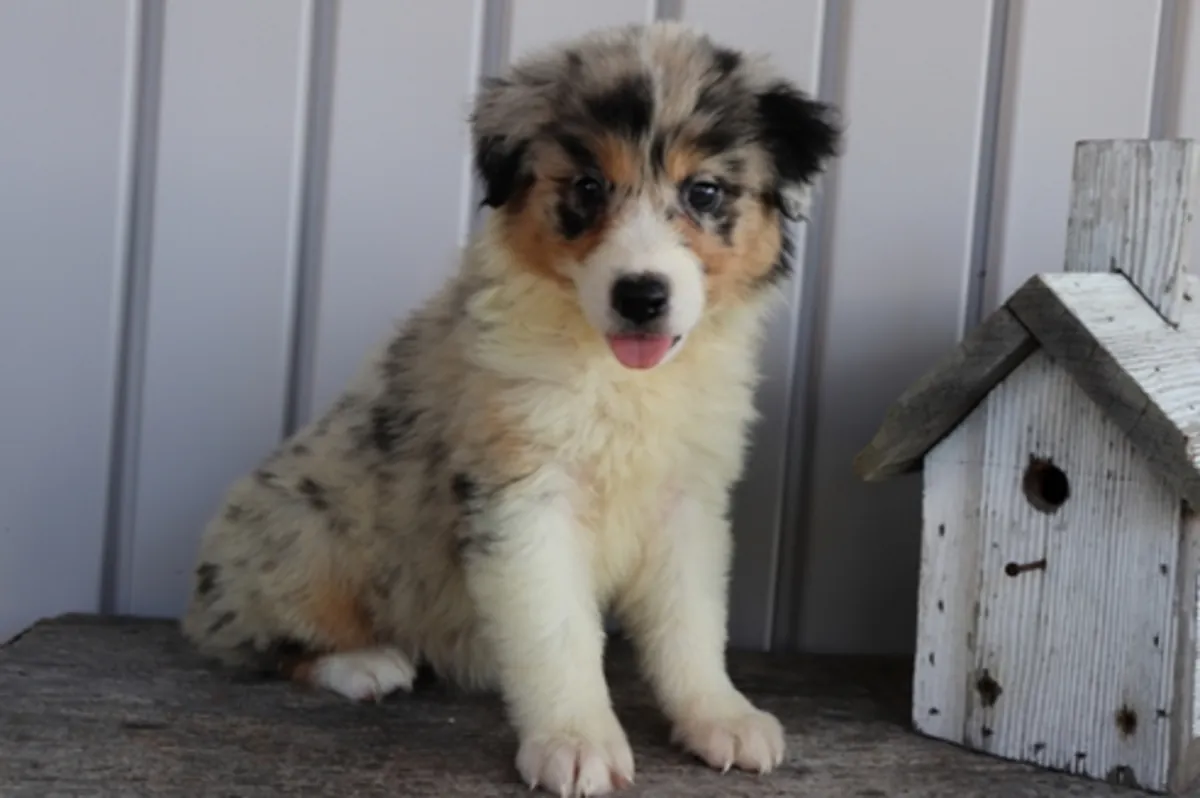Avustralya çoban köpeği yavruları