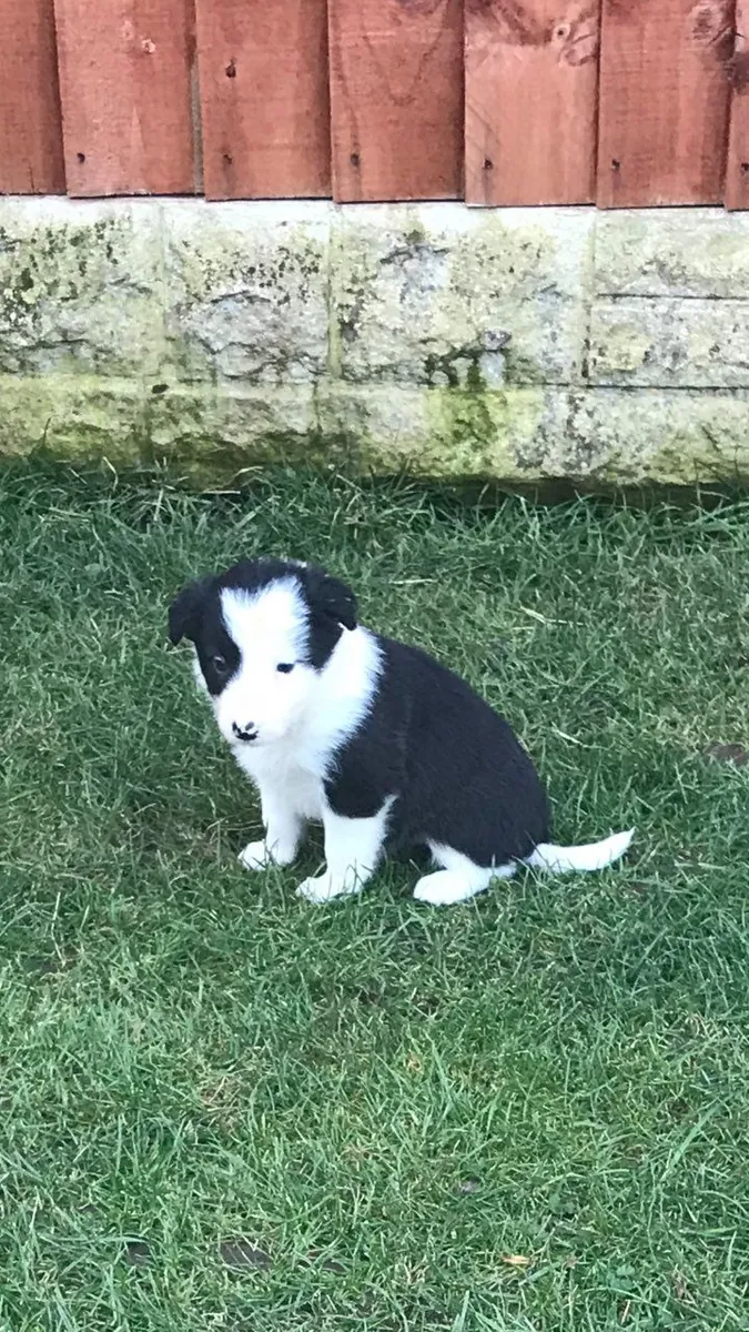 Cachorros Border Collie ISDS/AKC