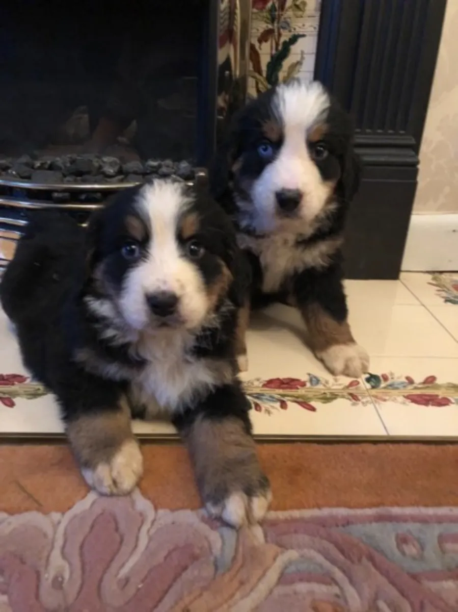 erkek ve dişi Bernese Dağ köpeği yavruları