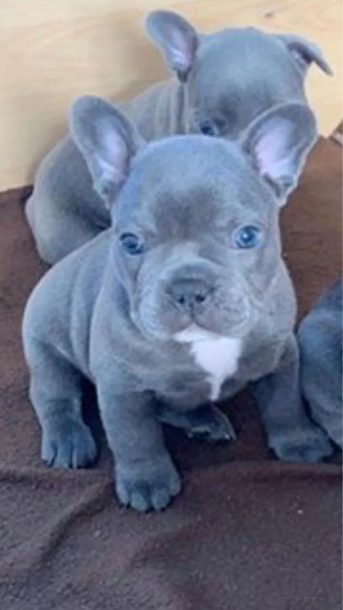 chiots bulldog français bleus de qualité enregistrés AKC