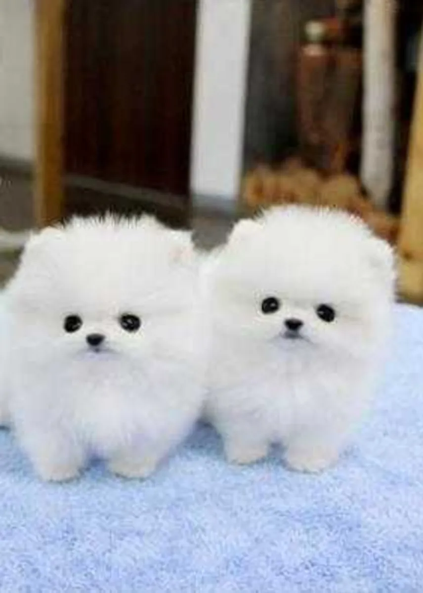 博美犬幼崽