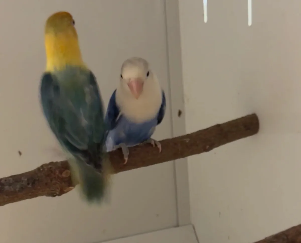 REGALO Adorables Agapornis