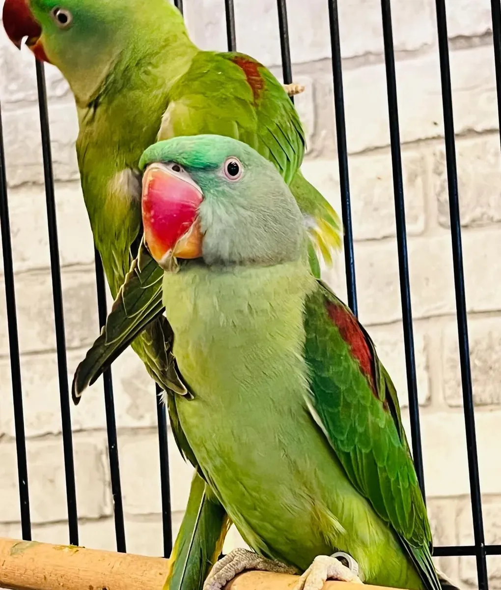 Bebés Loros Alexandrinos