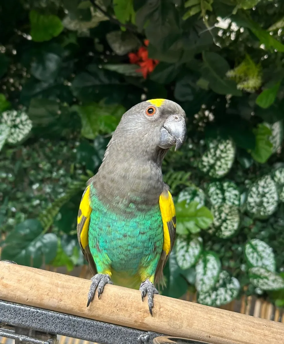 Adorables Loros de Meyer