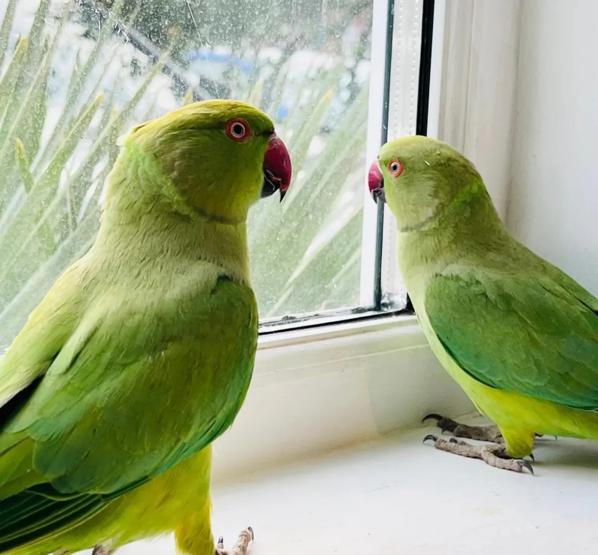 Loros de Cuello de Anillo Indio