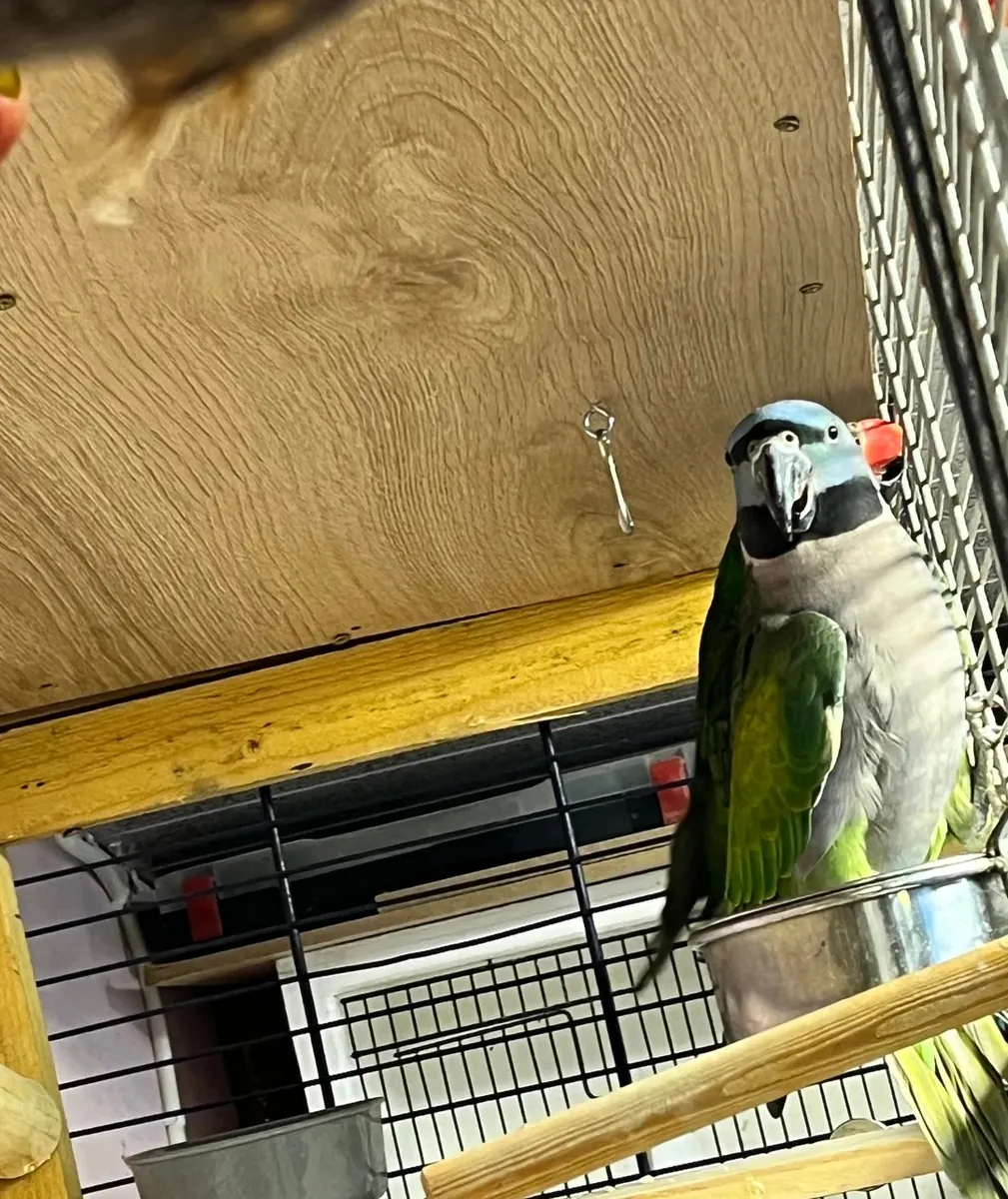 Preciosos Loros Derbyanos