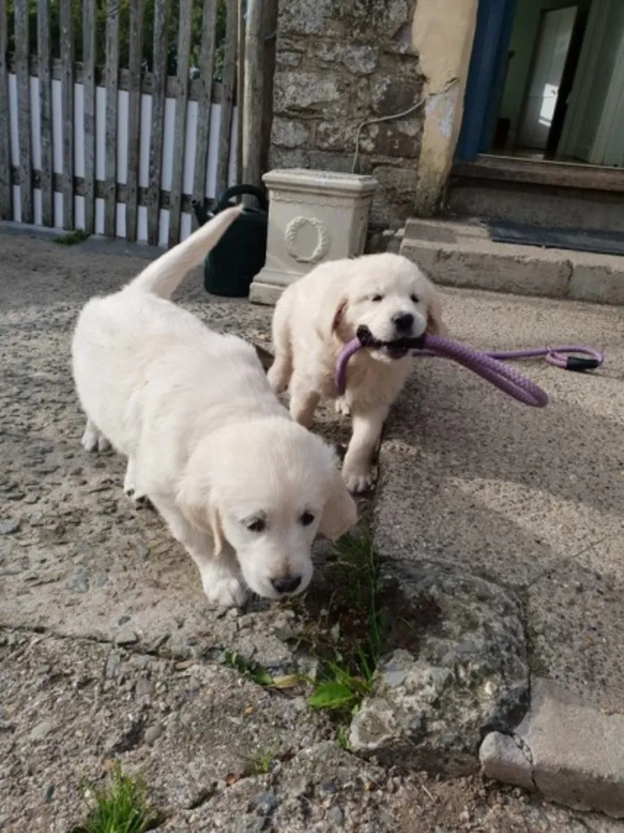Adorable chiot Golden Retriever à adopter