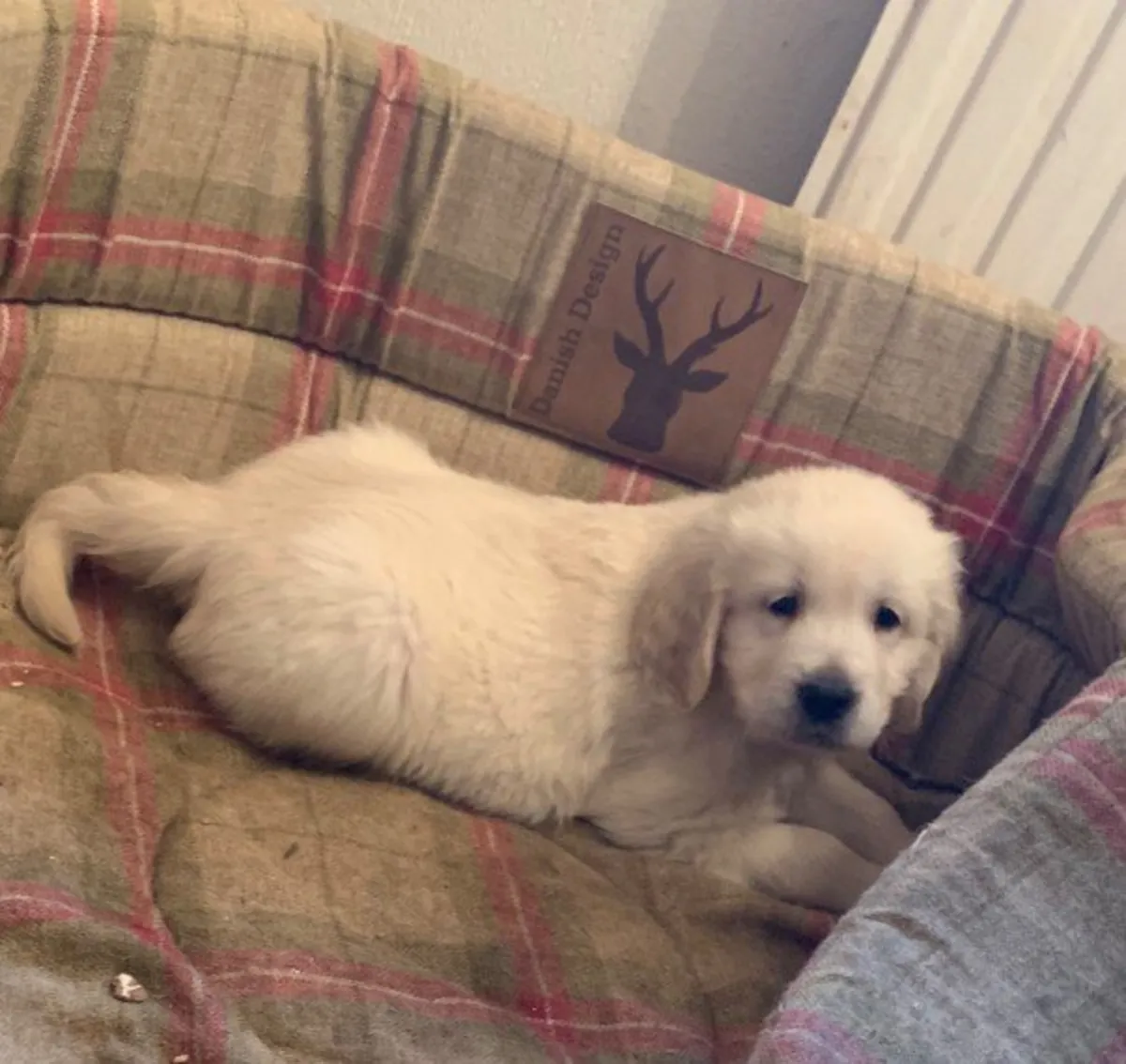 Adorable chiot Golden Retriever à adopter