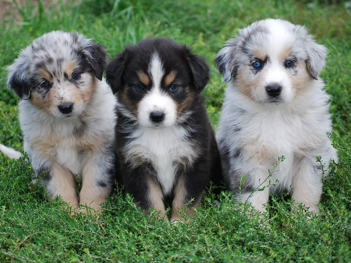 Cachorros de pastor australiano