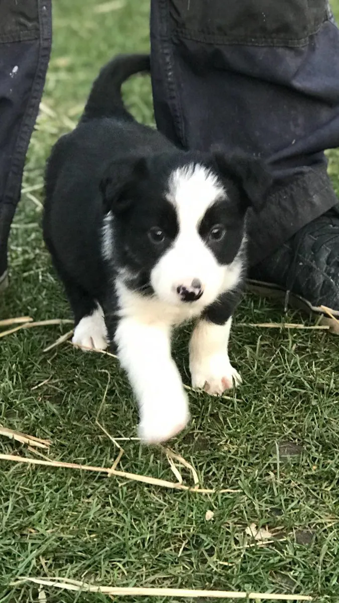 Chiots Border Collie ISDS/AKC