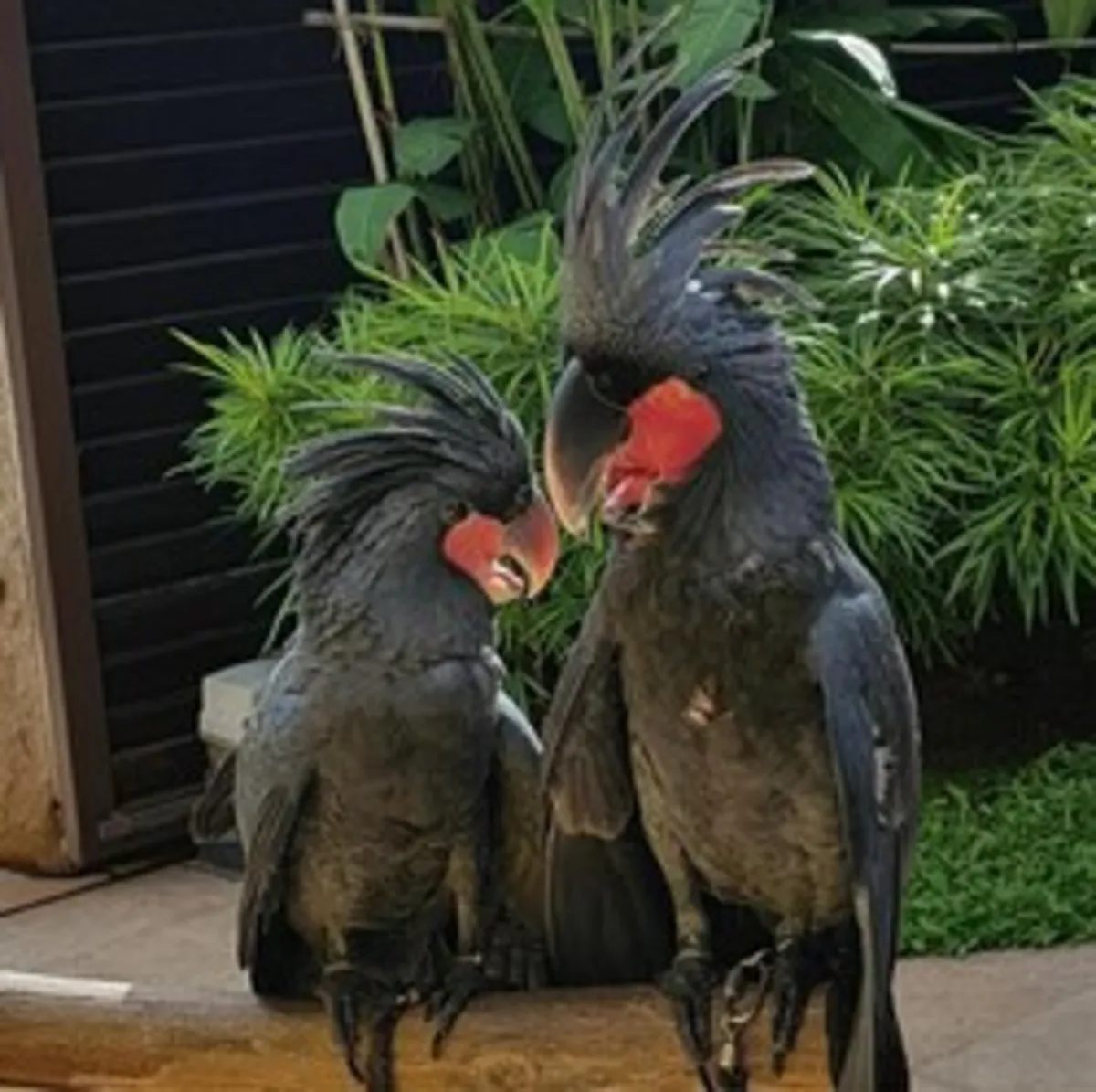 Couple de Cacatoès Palma Noire