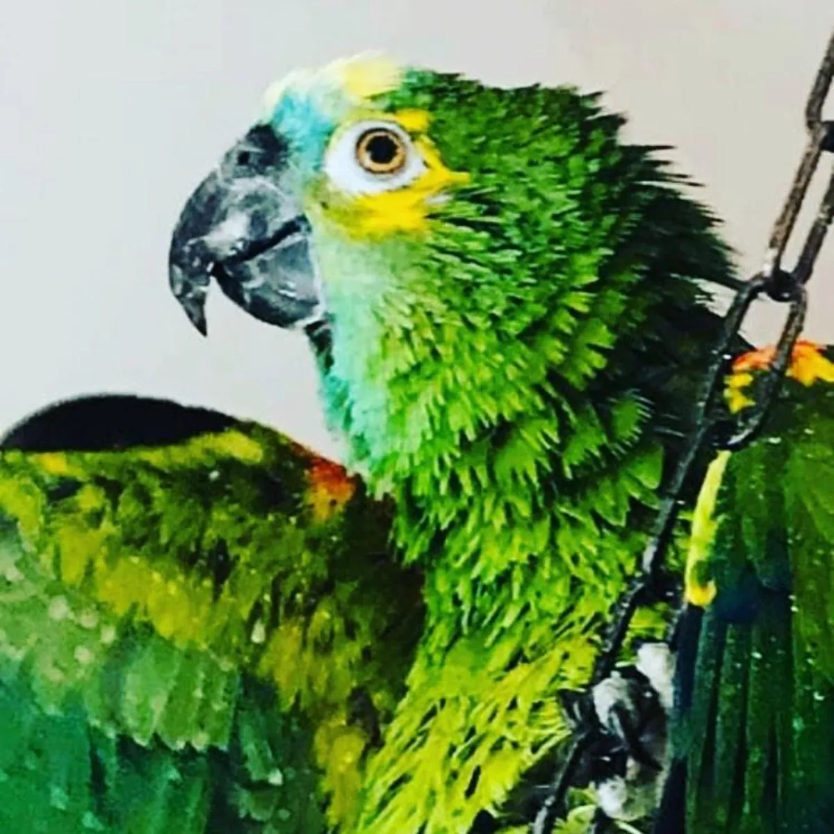 Adorables Conuros del Sol