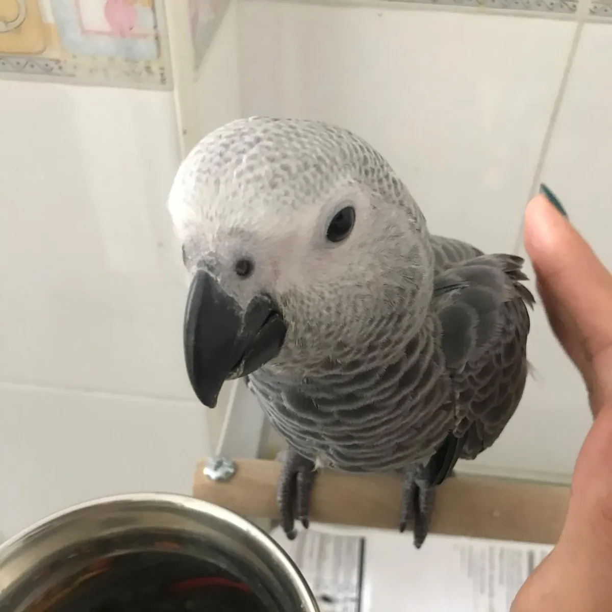 Loros Yaco Africanos Disponibles