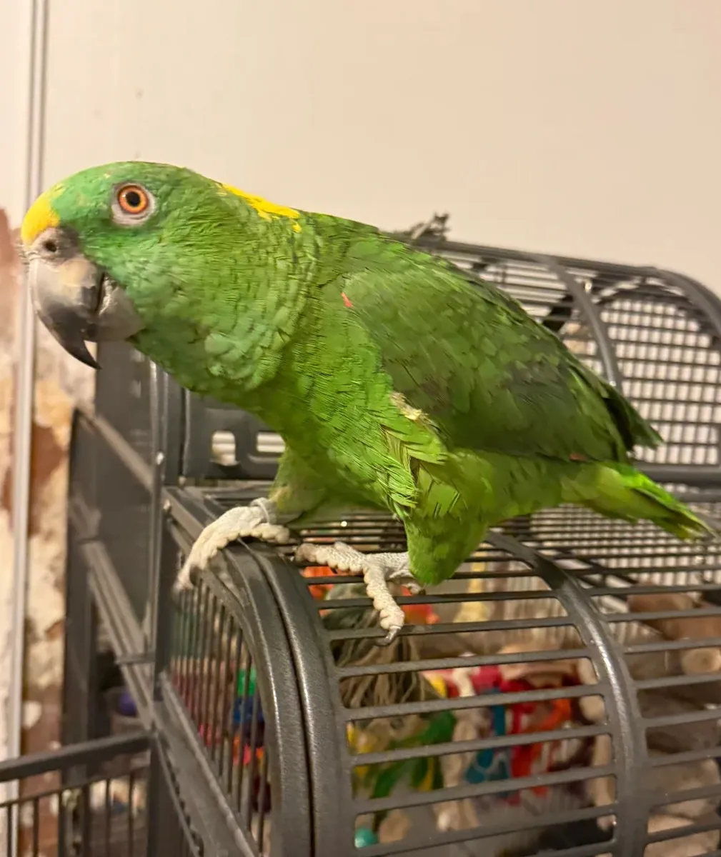 Loros Amazonas Disponibles