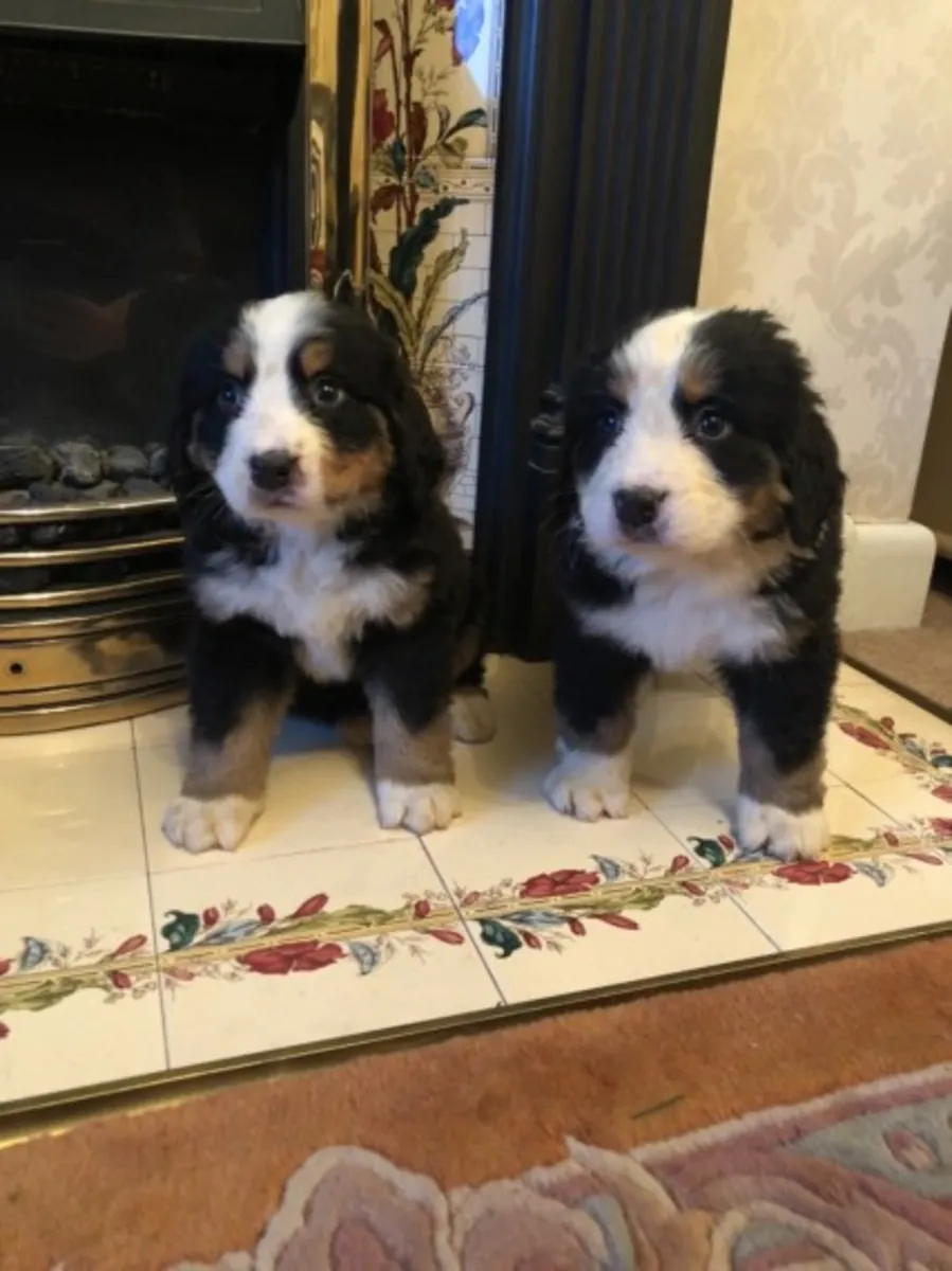 male and female Bernese Mountain pups