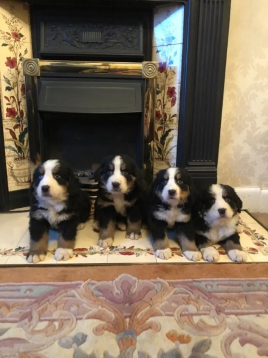 male and female Bernese Mountain pups