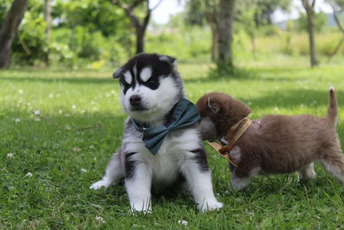 Cachorros Husky dulces y enérgicos ***