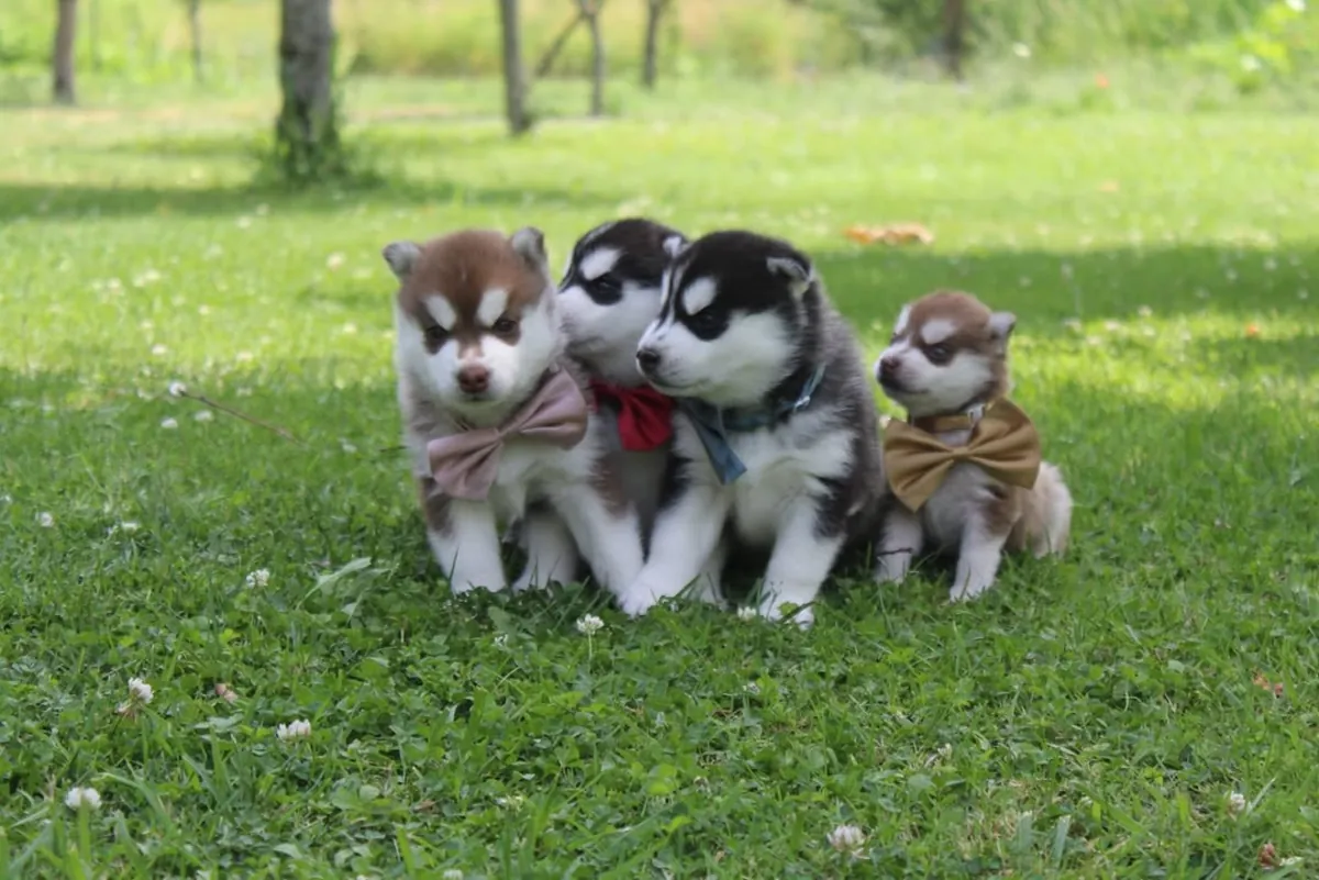 Beaux et affectueux chiots Husky ***