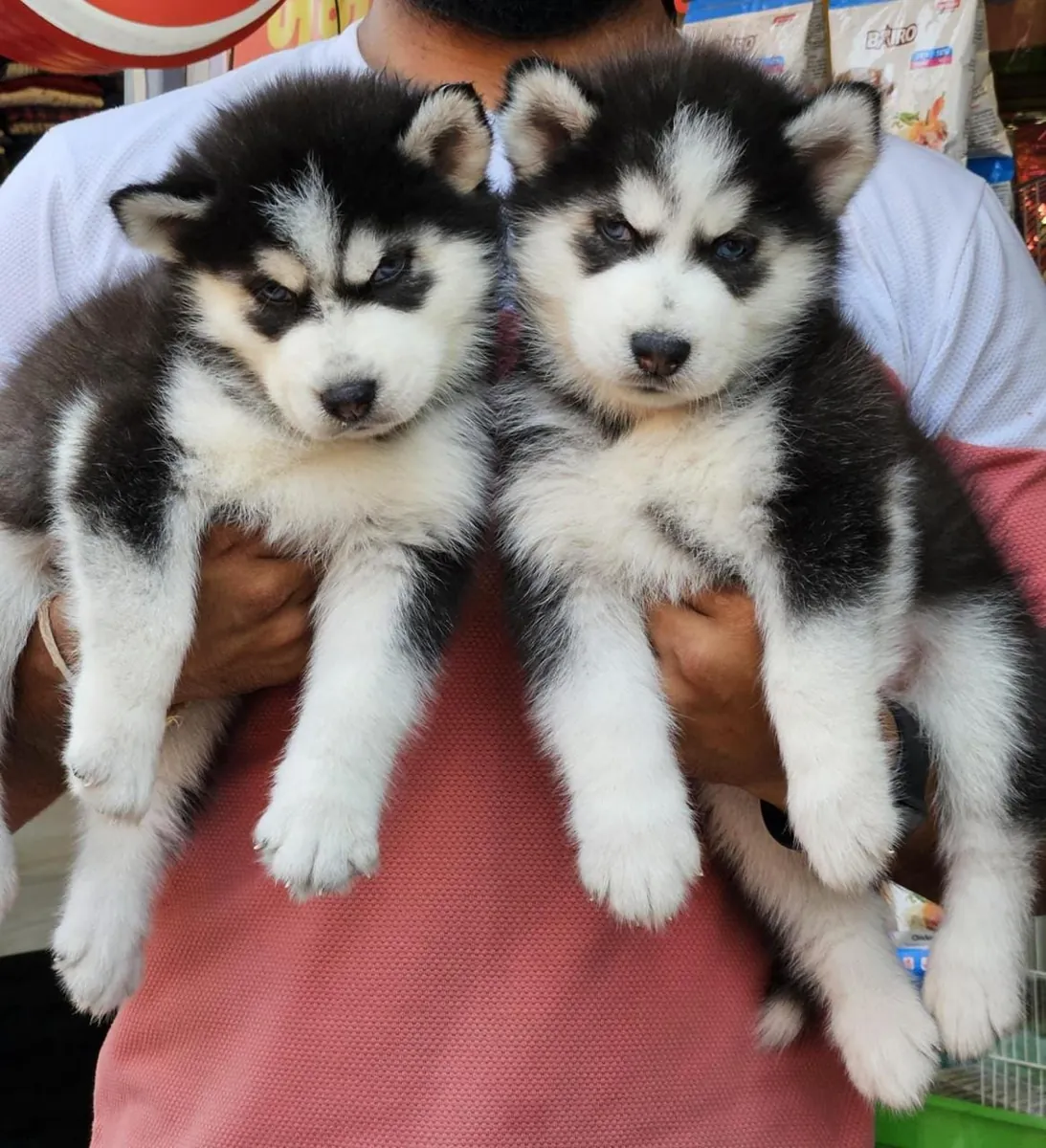 Cachorros Husky adorables y llenos de energía 632000221