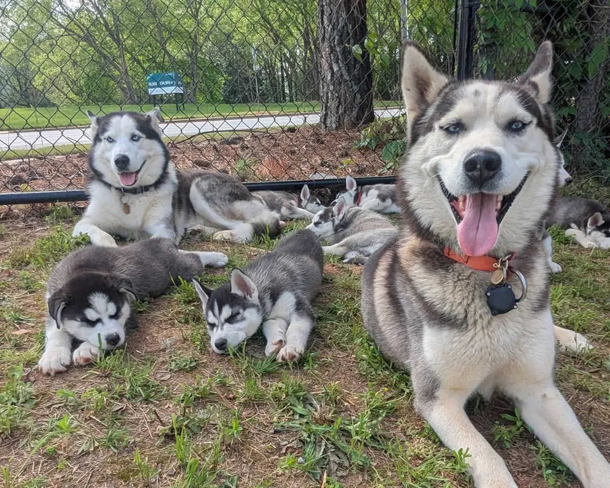 Cachorros Husky encantadores y fieles 632000221