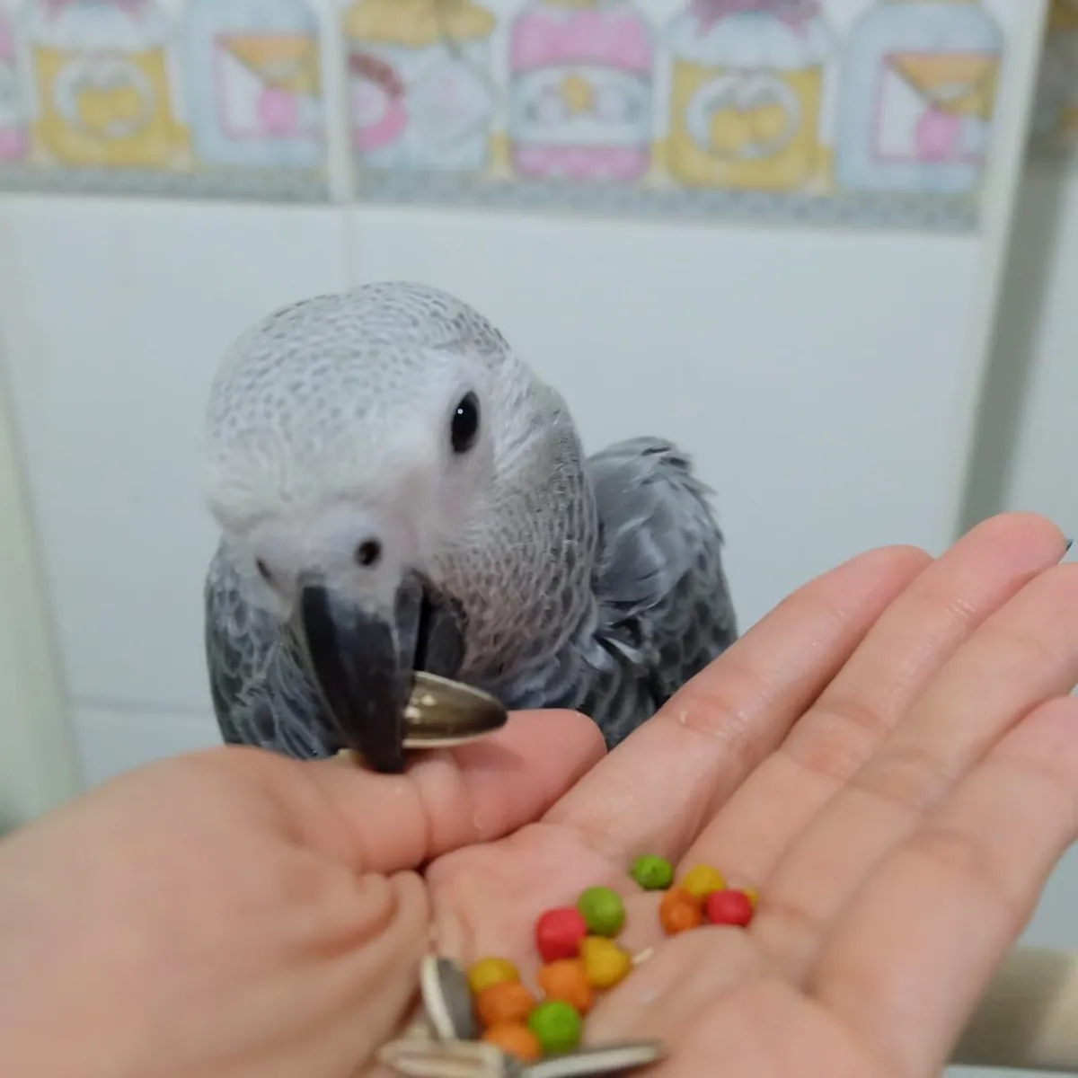 Bebés Yaco Congo