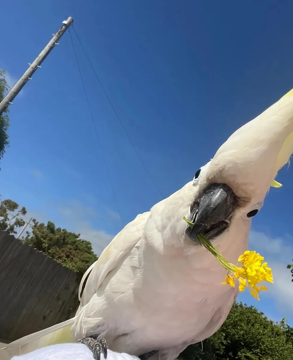 Cacatúas de Cresta