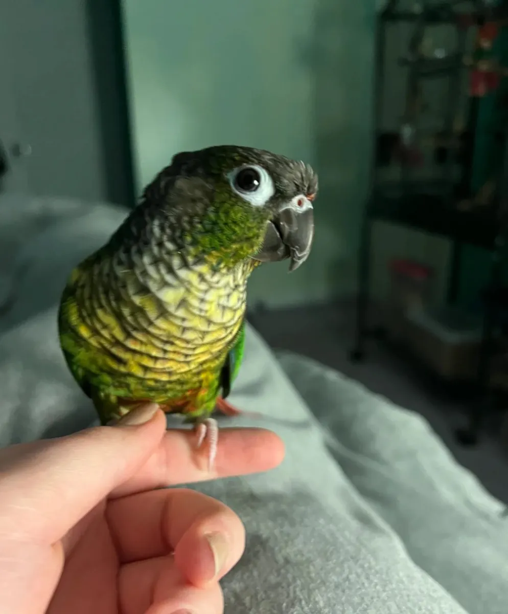 Loros Conure Disponibles