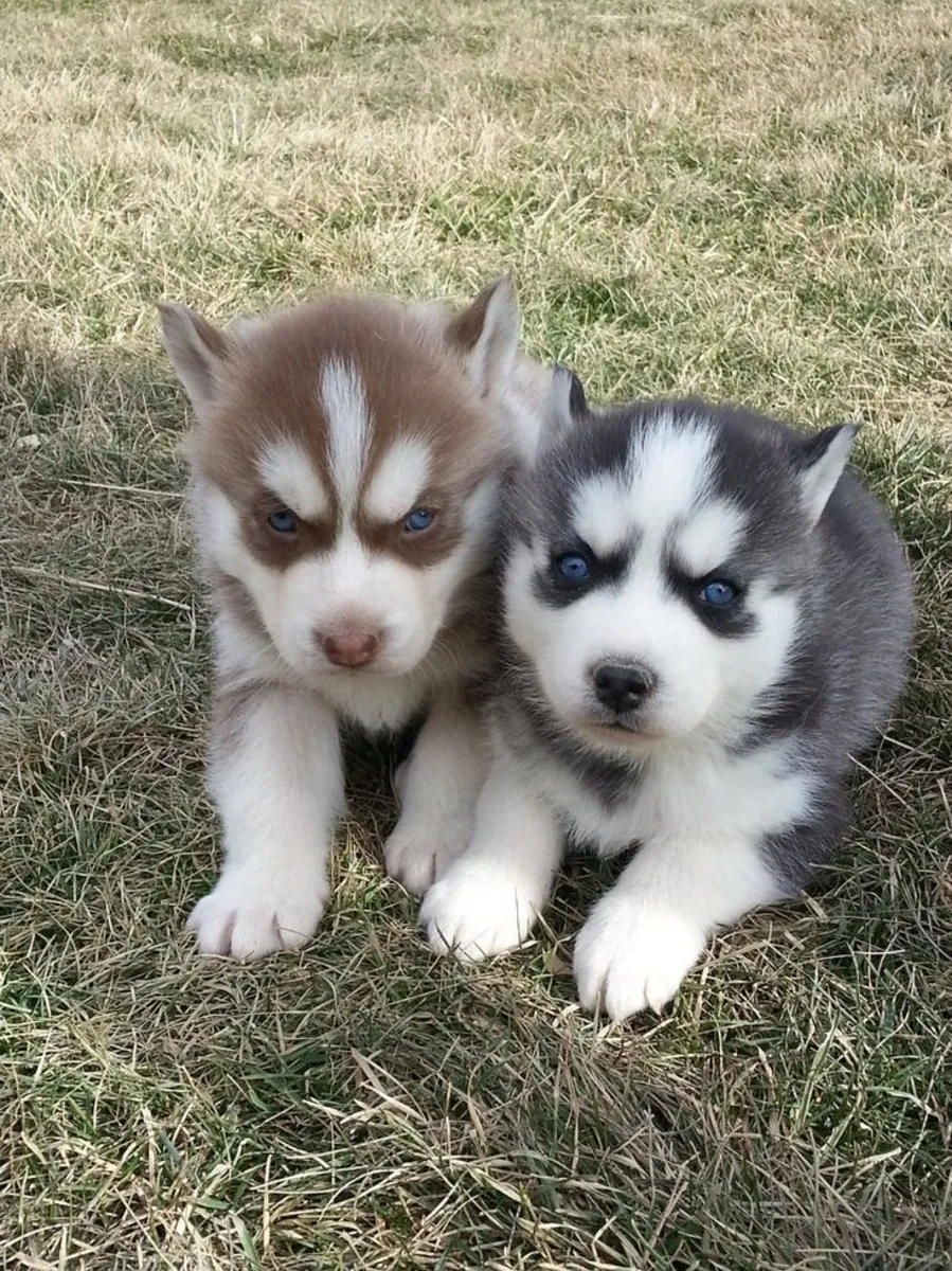 Neşeli ve çekici Husky Yavruları 632000221