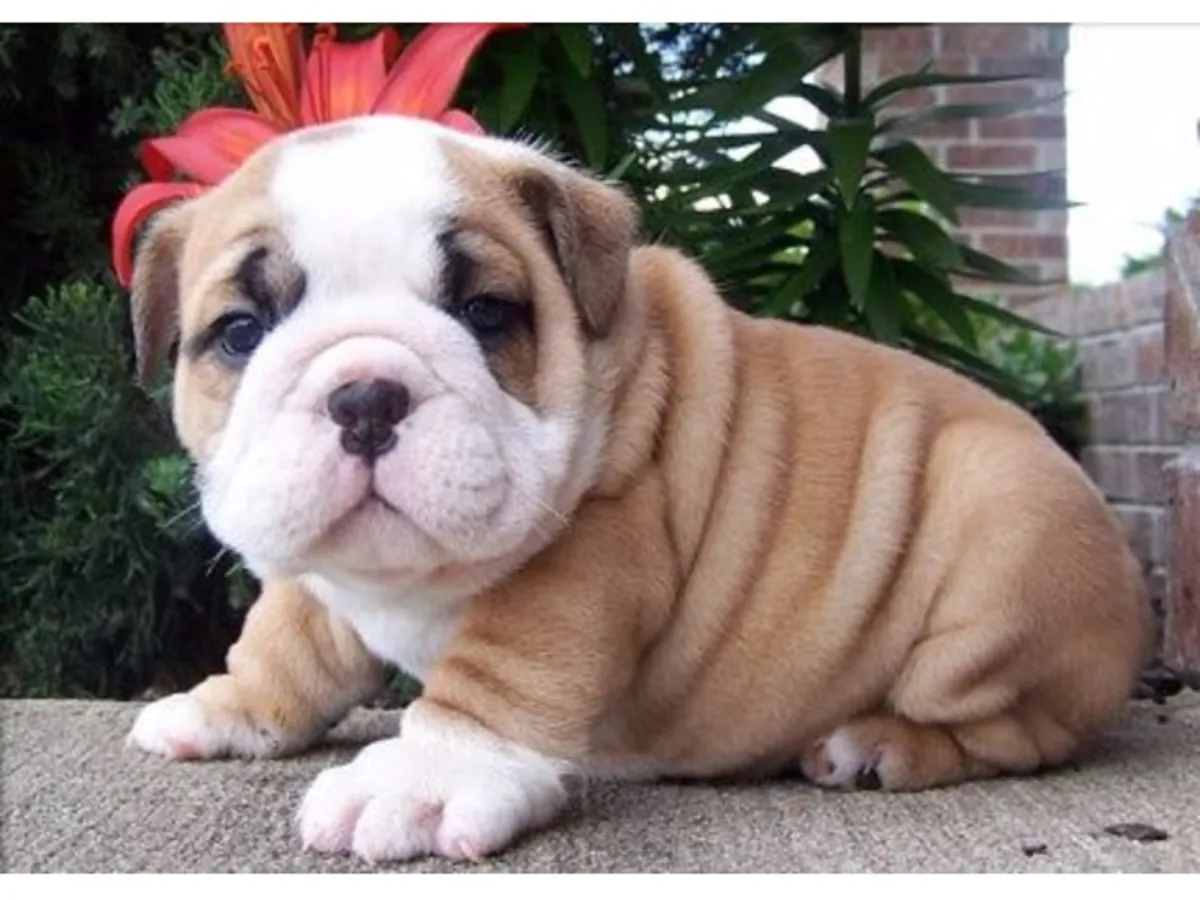 stunning litter Huu clear quality bulldog puppies
