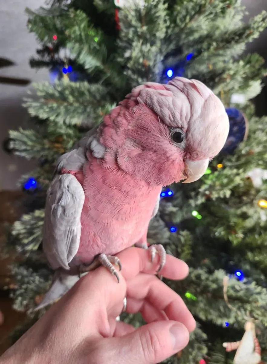 Cacatúas Galah