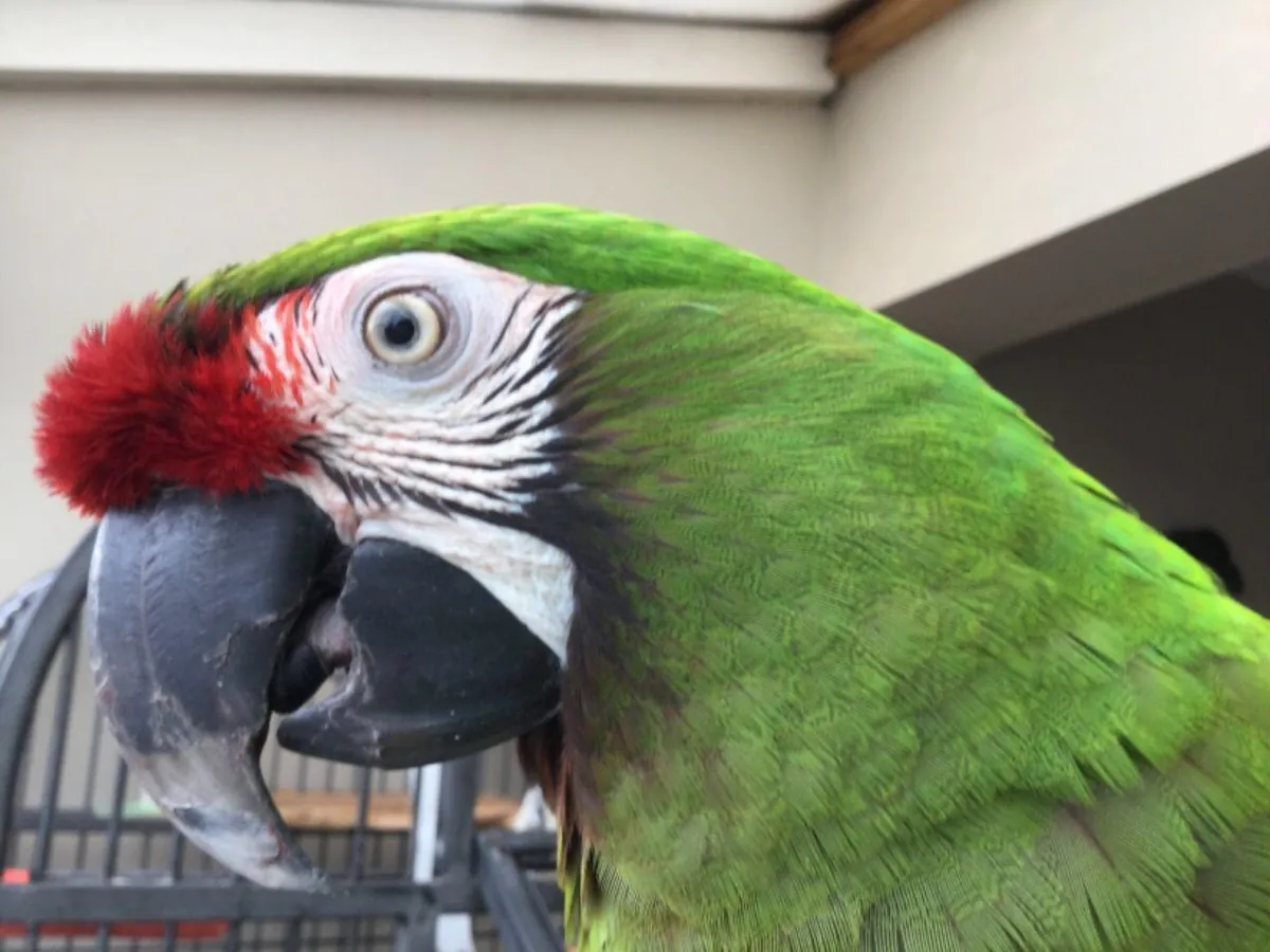 Guacamayos Ala Verde