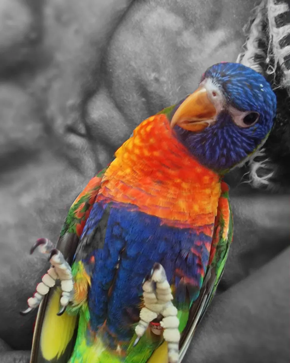 Loros Arcoíris