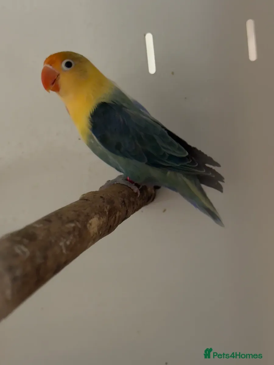 Loritos en Adopción