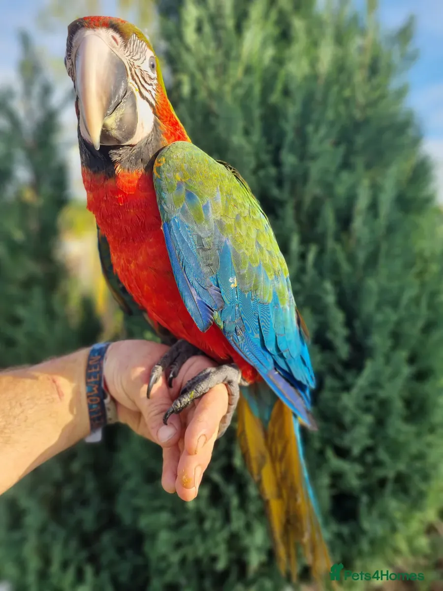 Arlequin Papağanları