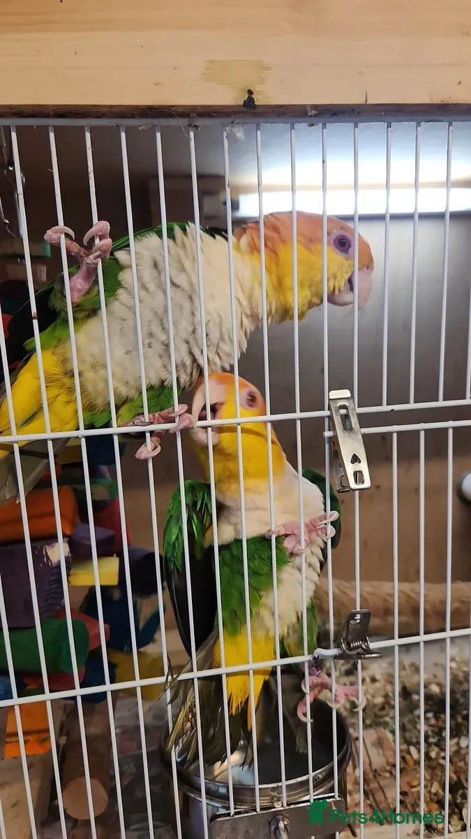 Pareja de Caiques