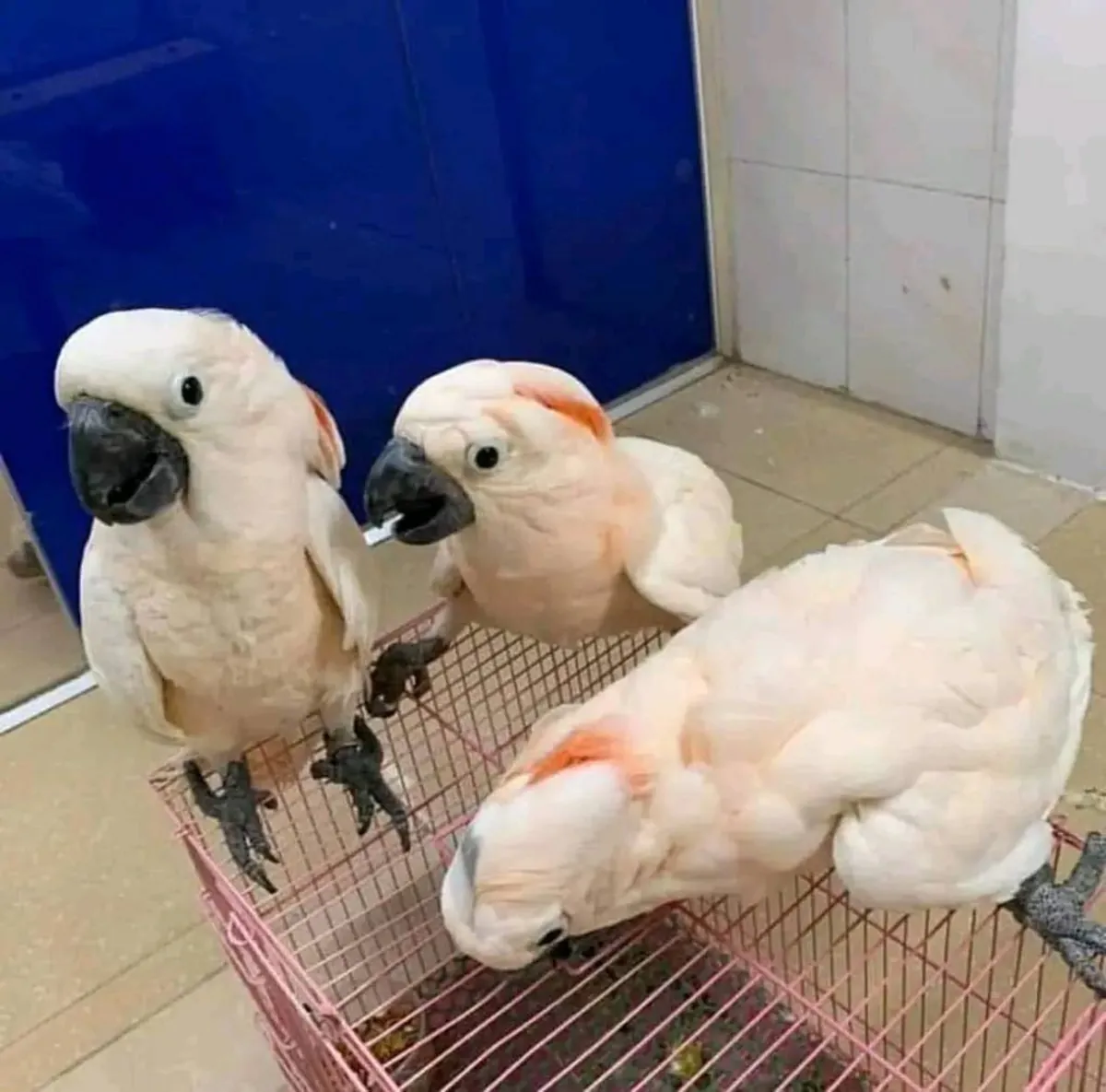 Cacatúas Moluqueñas