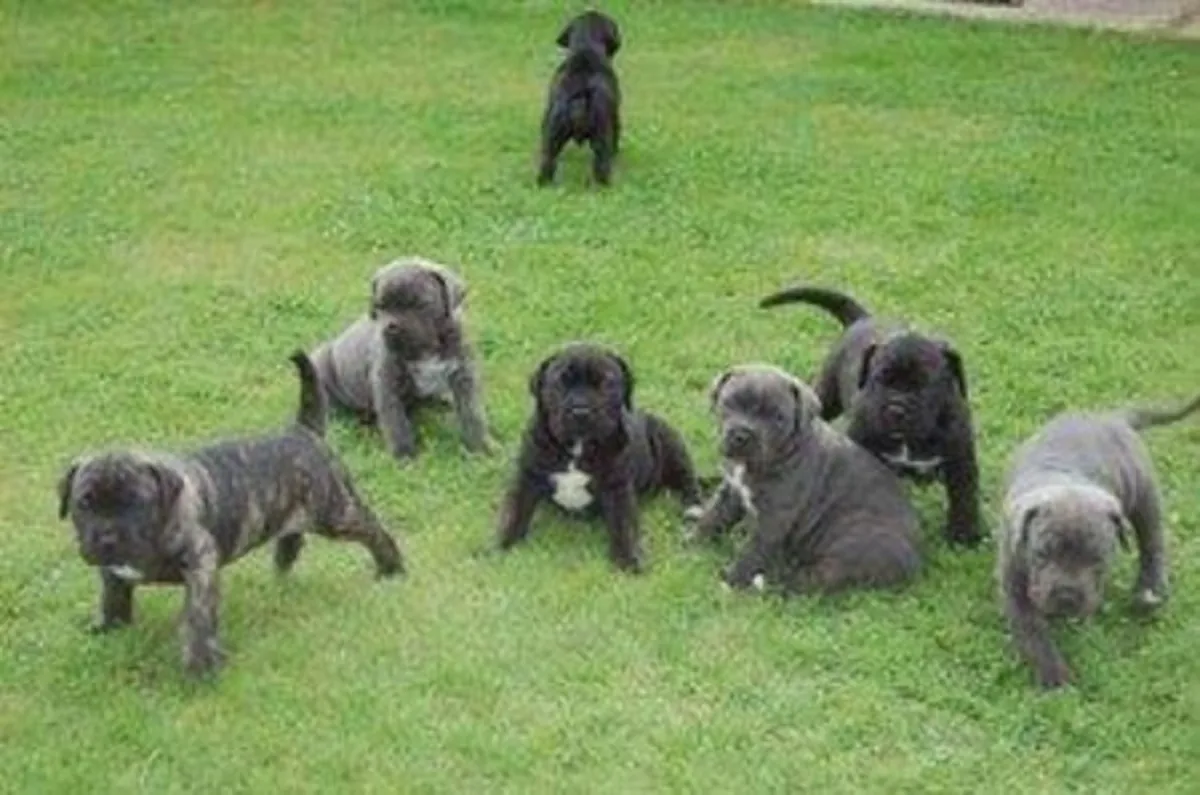 Cane Corso Puppies for sale