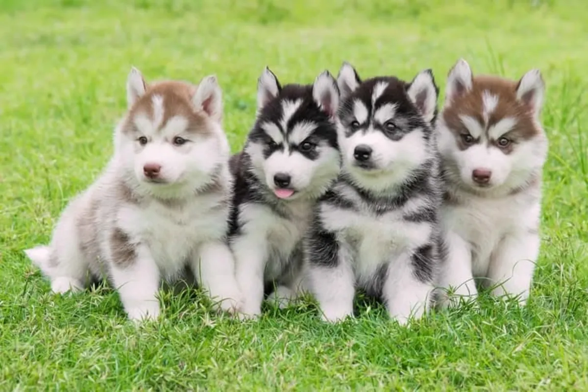 Sevimli ve hayat dolu Husky Yavruları 632000221