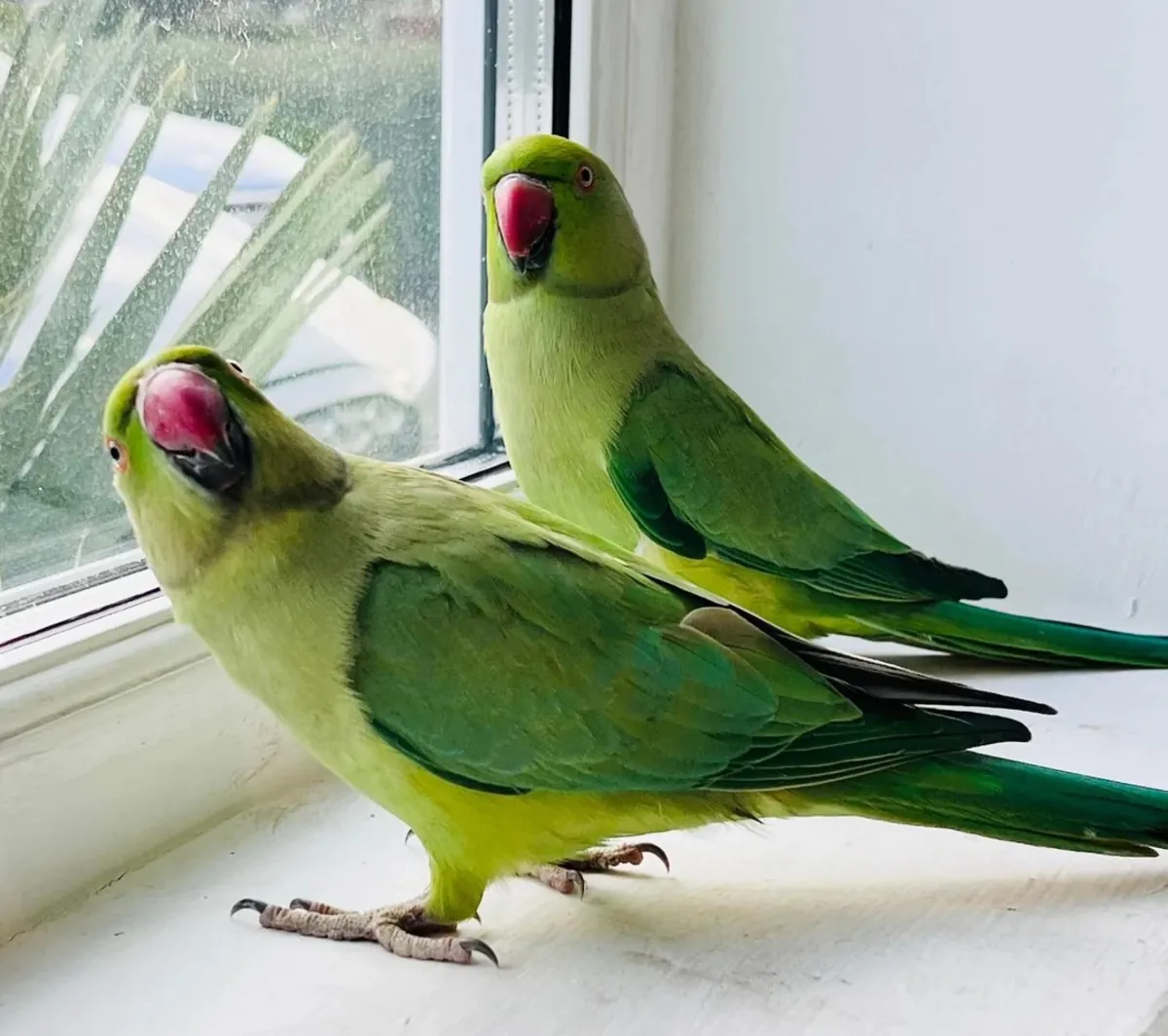 Loros de Collar Indios