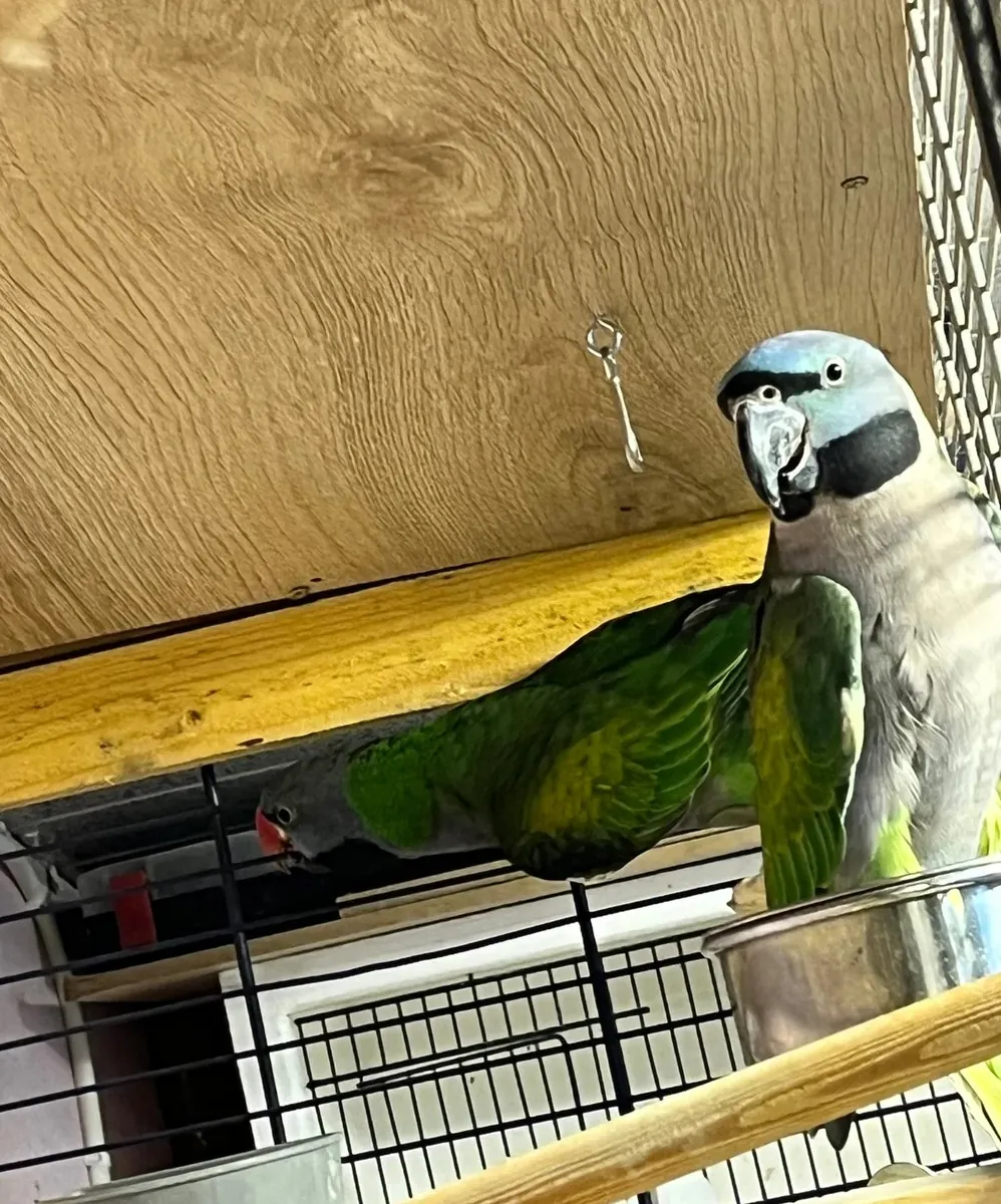 Loros Derbyan