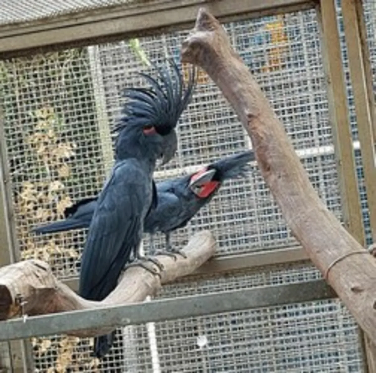 Pareja de Cacatúas Palma Negra