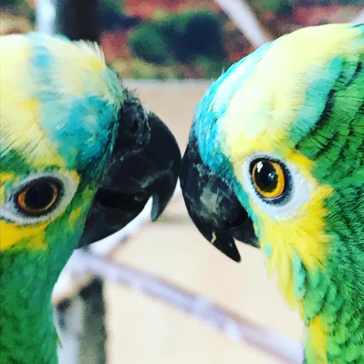 Loros Conure Sol