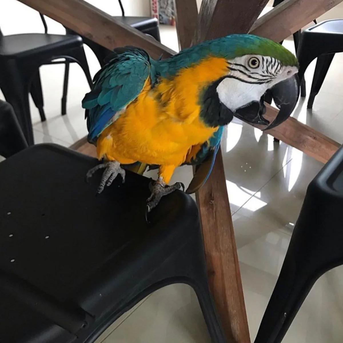 Mavi ve Sarı Guacamayo
